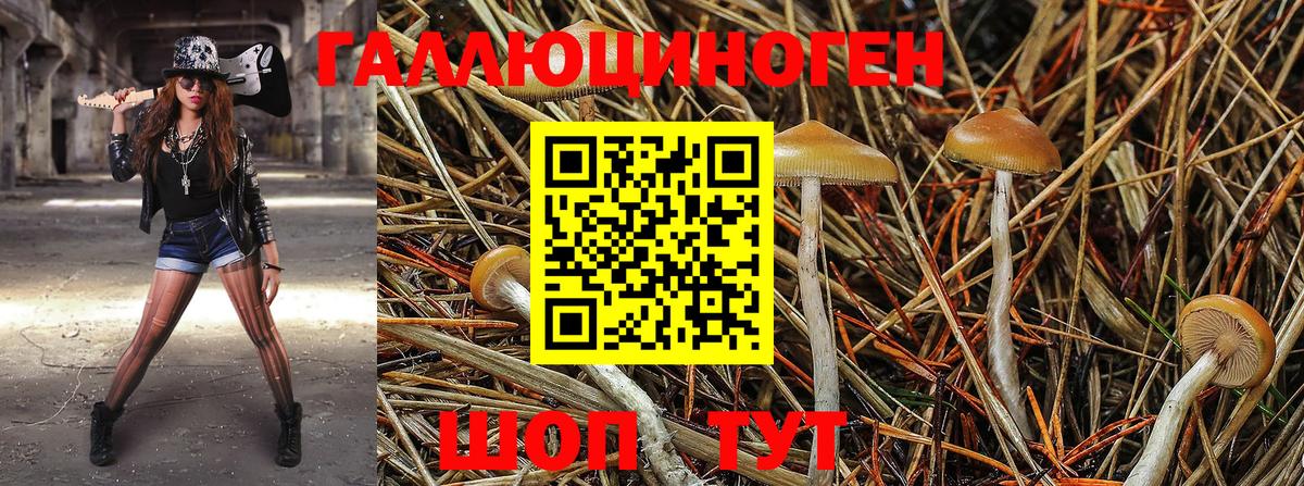 Галлюциногенные грибы Psilocybine cubensis Славянск-на-Кубани